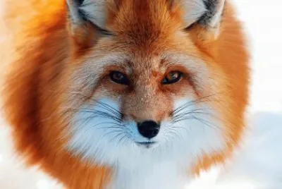 zorro