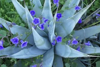 Desert Bluebells