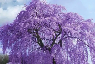 arbre