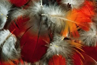 Feathers