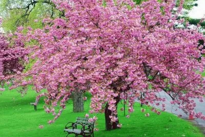 arbre jigsaw puzzle
