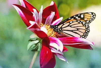 פאזל של Mariposa en flor