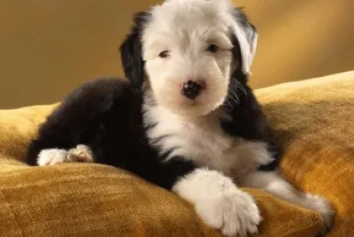 :o