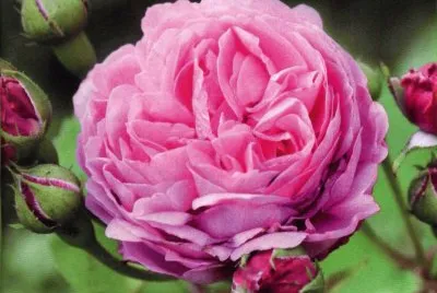 Rosa jigsaw puzzle