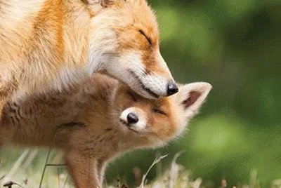 mother fox and baby fox