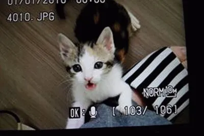 cat