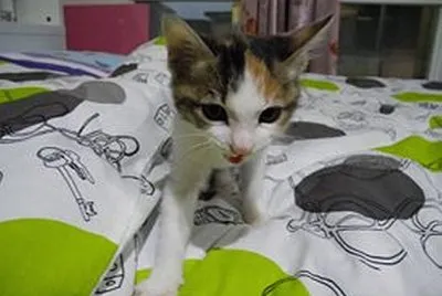 cat