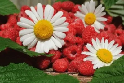 Flowers and Fruit