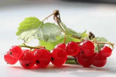 Berries