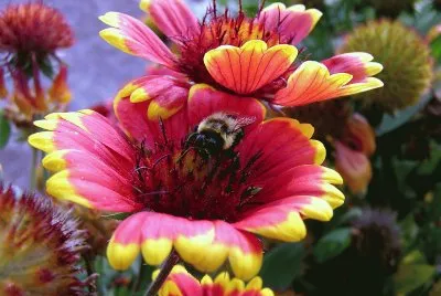 Bee at work
