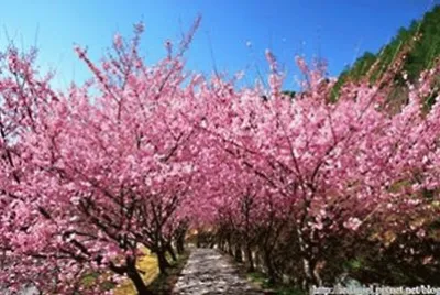 æ«»èŠ±