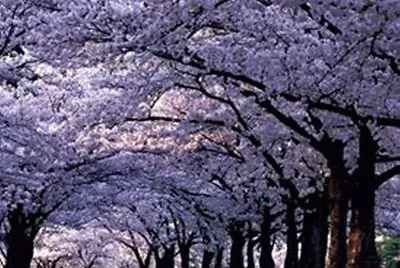 æ«»èŠ±