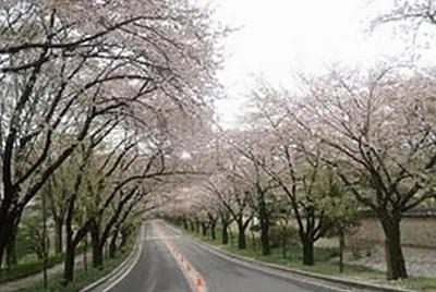æ«»èŠ±