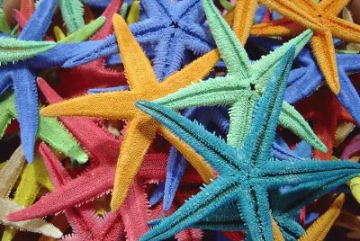 Star Fish