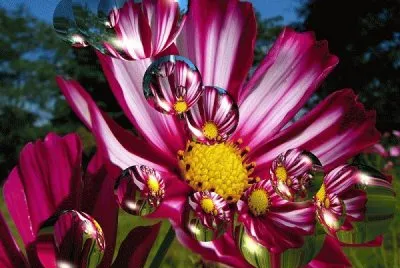 Flors