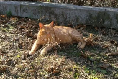 CAT: AMARILLO