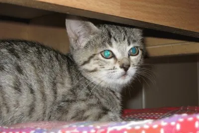 CAT: GINNY