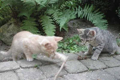CATS: CAMUT GINNY