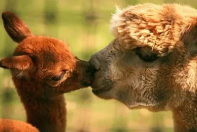 alpacas