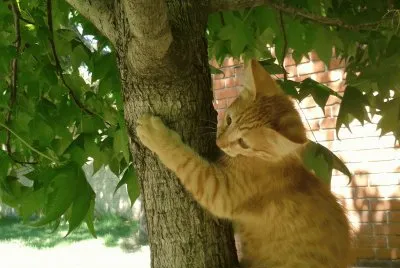 Sol en su jungla