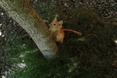 Jungla