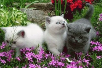 gatinhos