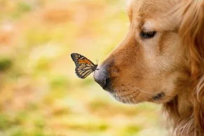 Los Golden Retriever mas bellos :3