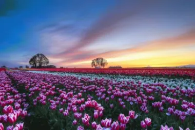 tulips