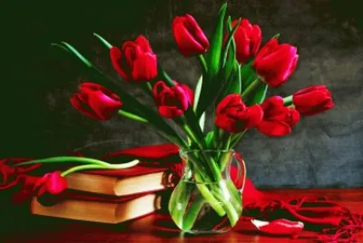 Tulipans