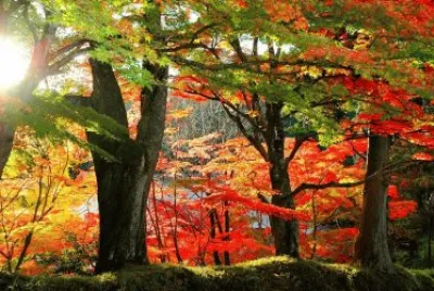 bosque