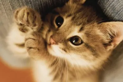 chaton