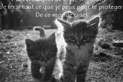 chatons