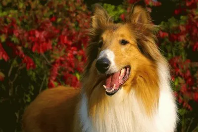 collie