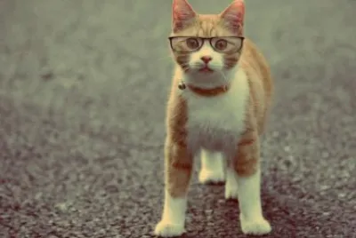 cat
