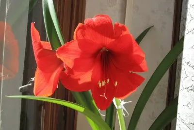 AMARYLLIS