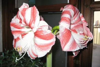AMARYLLIS