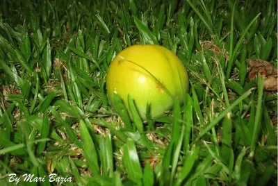 FRUTA