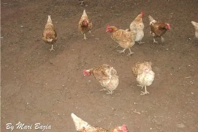 GALINHAS