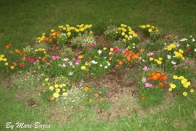 FLORES
