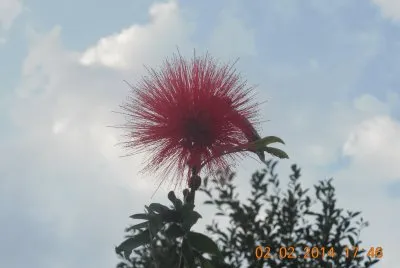 Flor del Carbonero