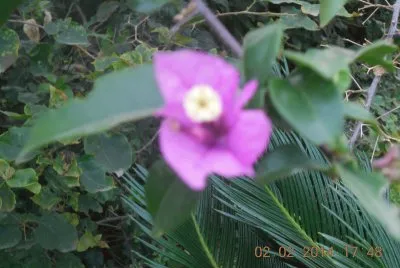 Flor morada