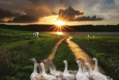 pato