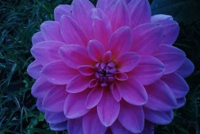 Beautiful Flower