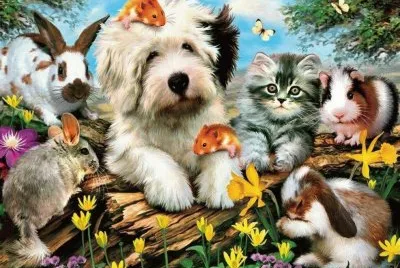 animais