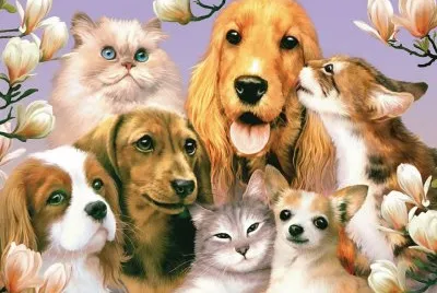 animais