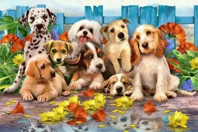 animais