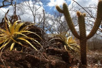 Caatinga