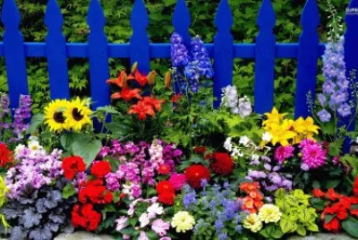 Many Flowers