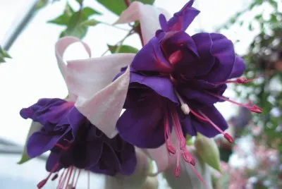 Vibrant Deep Purple Fuchsia