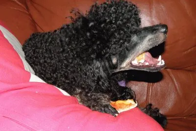 my dog